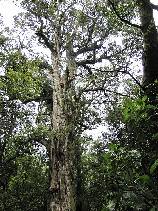 Theodora Tree Nelson to Picton via Pelorus Bridge