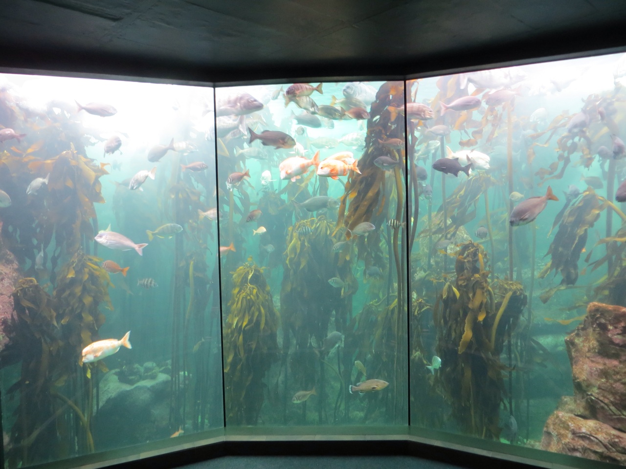 Display Tanks Crazy Under the Sea