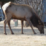 Northern Rockies Life 2024 - Thumbnail.square.78.1710861817.3 A